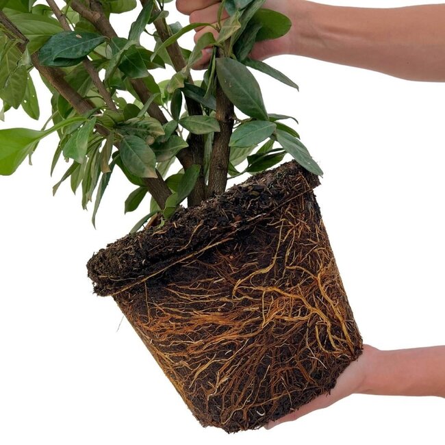 "Vruchten oase" BIO Fruitplanten mix set van 5 verschillende soorten