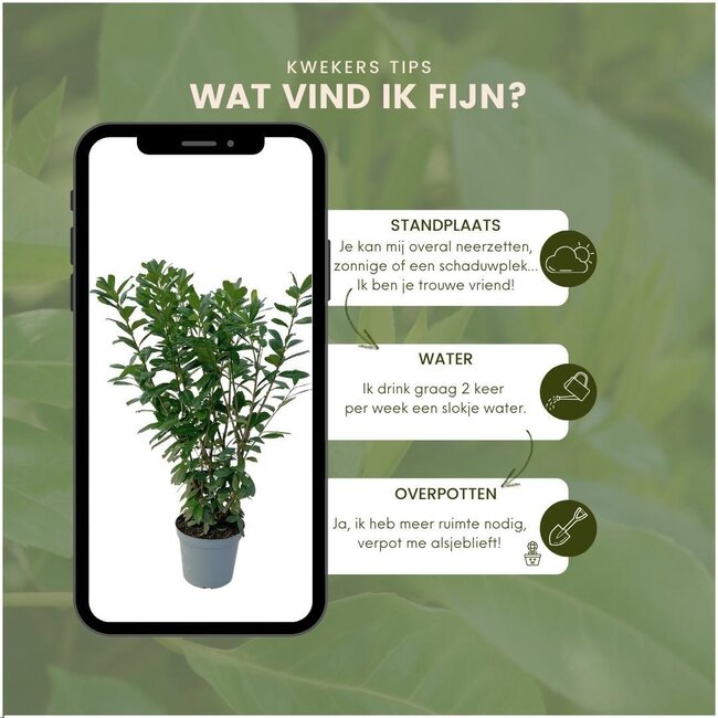 "Vruchten oase" BIO Fruitplanten mix set van 5 verschillende soorten