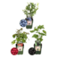 "Vruchten feestje" BIO Fruitplanten mix set van 3 verschillende soorten