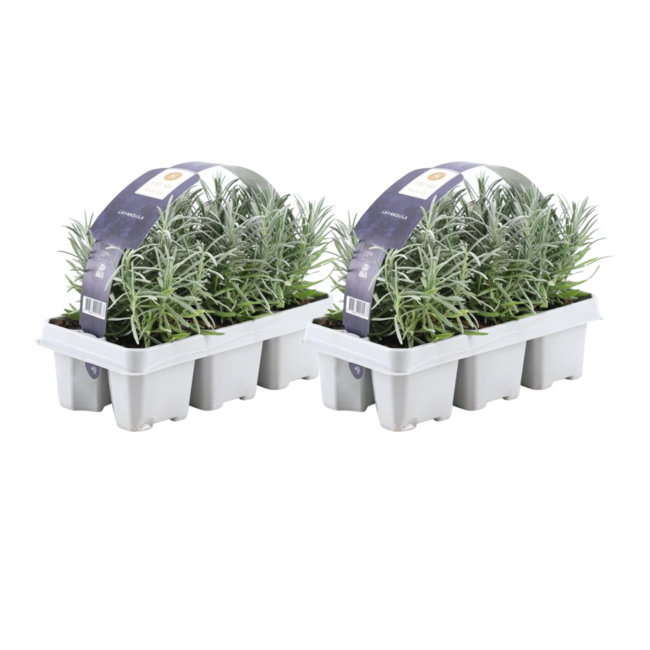 2 x 6 pack Lavendel angustifolia - 6 x Ø7 cm - ↕15 cm