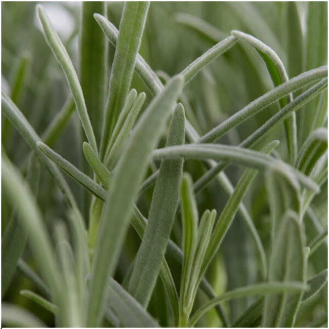 2 x 6 pack Lavendel angustifolia - 6 x Ø7 cm - ↕15 cm