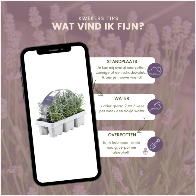 2 x 6 pack Lavendel angustifolia - 6 x Ø7 cm - ↕15 cm