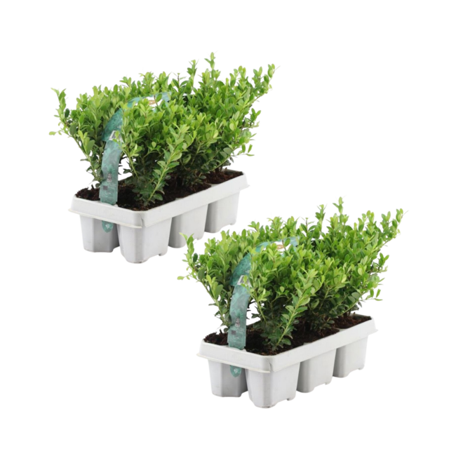 12x Ilex crenata 'Jenny' - 12 x Ø7 cm - ↕15 cm - 6 pack