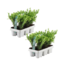 12x Ilex crenata 'Jenny' - 12 x Ø7 cm - ↕15 cm - 6 pack