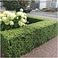 12x Ilex crenata 'Jenny' - 12 x Ø7 cm - ↕15 cm - 6 pack