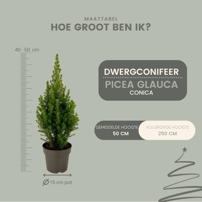 Picea glauca Perfecta - 15 cm Ø - 40 cm ↨