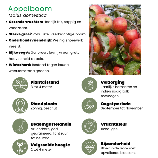 Biologische Appelboom Malus - 1 x Ø 20 cm - ↨ 60 cm
