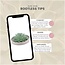 ROOTLESS Succulent Echeveria Pulidonis in schaal 'taupe' Ø20 cm - ↕5 cm
