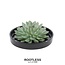 ROOTLESS Succulent Echeveria Pulidonis in schaal 'zwart' Ø20 cm - ↕5 cm