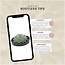 ROOTLESS Succulent Echeveria Pulidonis in schaal 'zwart' Ø20 cm - ↕5 cm
