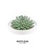 ROOTLESS Succulent Echeveria Pulidonis in schaal 'wit' Ø20 cm - ↕5 cm