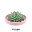 ROOTLESS Succulent Echeveria Pulidonis in schaal 'roze' Ø20 cm - ↕5 cm