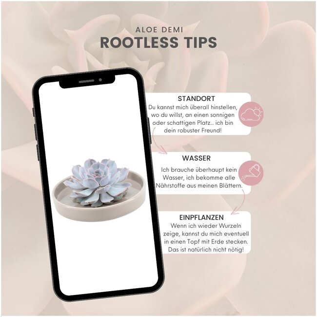 ROOTLESS Succulent Echeveria Lilacina in schaal 'taupe' Ø20 cm - ↕5 cm