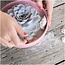 ROOTLESS Succulent Echeveria Lilacina in schaal 'Pink' Ø20 cm - ↕5 cm