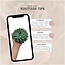 ROOTLESS Succulent Echeveria Pulidonis Ø12-14 cm - ↕5 cm