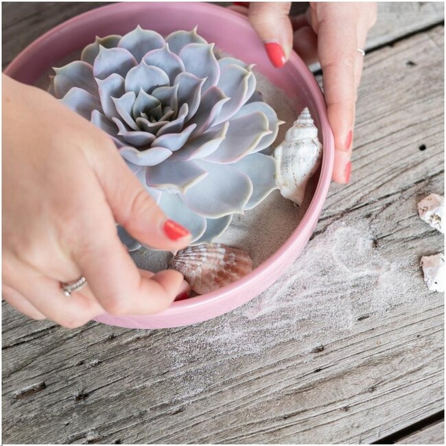 ROOTLESS Succulent Echeveria Lilacina Ø12-14 cm - ↕5 cm