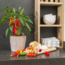 Plukgroente - Rode snack paprika - Ø 14 cm - ↨ 45 cm