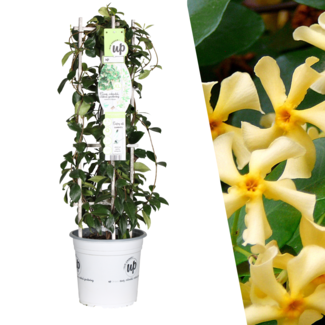 Gele Toscaanse Jasmijn - Trachelospermum asiaticum 'Yellow Star' - Ø 23 cm - ↨ 75 cm