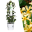 Gele Toscaanse Jasmijn - Trachelospermum asiaticum 'Yellow Star' - Ø 23 cm - ↨ 75 cm