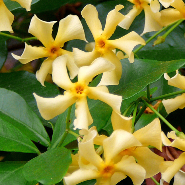 Gele Toscaanse Jasmijn - Trachelospermum asiaticum 'Yellow Star' - Ø 23 cm - ↨ 75 cm