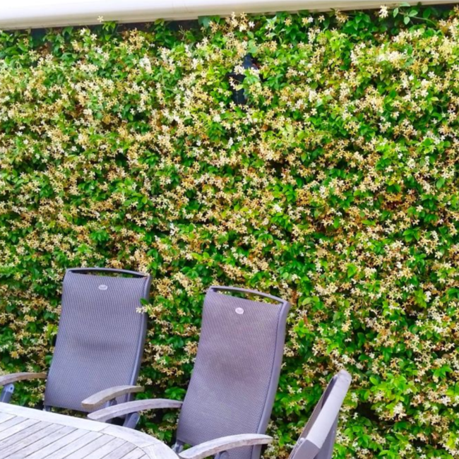 Gele Toscaanse Jasmijn - Trachelospermum asiaticum 'Yellow Star' - Ø 23 cm - ↨ 75 cm