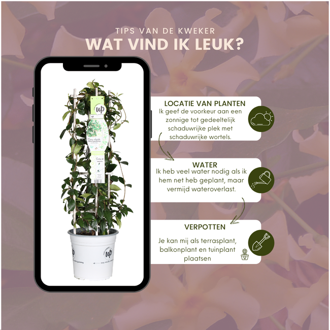 Gele Toscaanse Jasmijn - Trachelospermum asiaticum 'Yellow Star' - Ø 23 cm - ↨ 75 cm