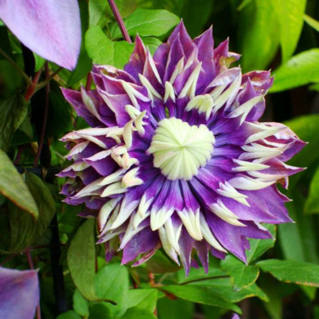 Bosrank – Clematis 'Taiga' (Taiga XXL) – Ø 23 cm – ↨ 75 cm