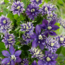 Bosrank – Clematis 'Taiga' (Taiga XXL) – Ø 23 cm – ↨ 75 cm