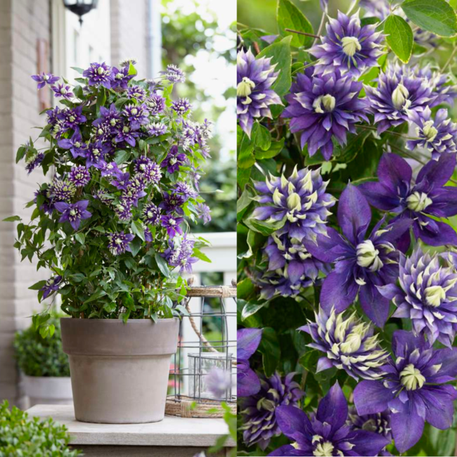 Bosrank – Clematis 'Taiga' (Taiga XXL) – Ø 23 cm – ↨ 75 cm