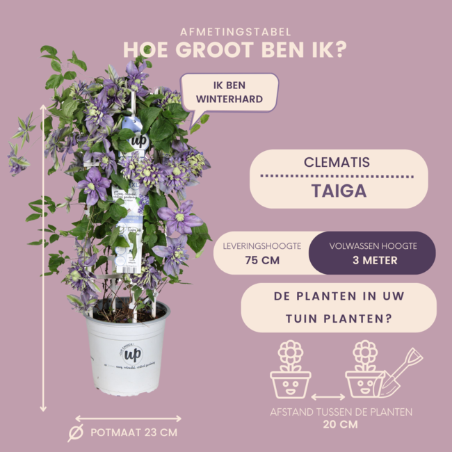 Bosrank – Clematis 'Taiga' (Taiga XXL) – Ø 23 cm – ↨ 75 cm