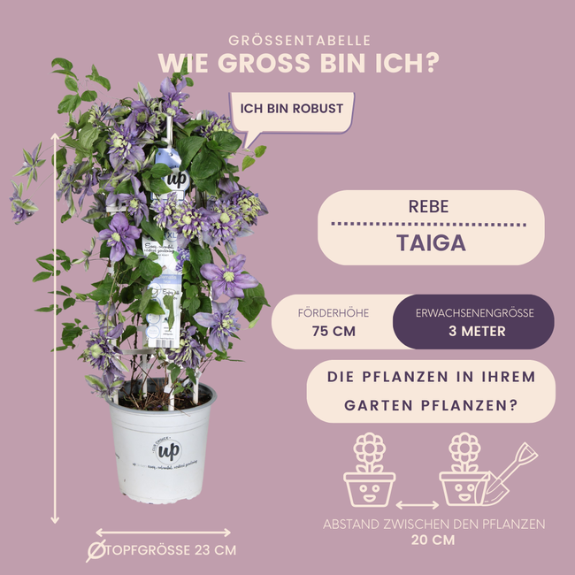 Bosrank – Clematis 'Taiga' (Taiga XXL) – Ø 23 cm – ↨ 75 cm