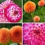 Flowerbulbs Amsterdam - Mix Pompon Splash, Dahlia Little Robert & Dahlia Ralphie, 2 stuks