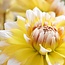Flowerbulbs Amsterdam - Dahlia Seattle, Grootbloemige Uitstraling