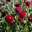 Flowerbulbs Amsterdam - Dahlia Natal, Kogelronde Bloemen