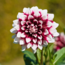 Flowerbulbs Amsterdam - Luxe Box Large, set van 6 Dutch dahlia's, 2 boxen voor ruim 2 m²