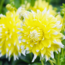 Flowerbulbs Amsterdam - Luxe Box Large, set van 6 Dutch dahlia's, 2 boxen voor ruim 2 m²