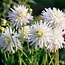 Flowerbulbs Amsterdam - Luxe Box Medium, set van 4 Dutch dahlia's, 2 boxen voor ruim 1 m²