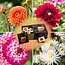 Flowerbulbs Amsterdam - 24 dahlia natal knollen voor 4 m², prachtige kogelronde bloemen