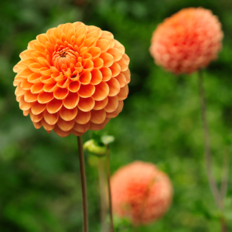 Flowerbulbs Amsterdam - 12 dahlia ralphie knollen voor 2 m², glinsterende oranje bloemen