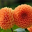 Flowerbulbs Amsterdam - 12 dahlia ralphie knollen voor 2 m², glinsterende oranje bloemen