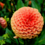 Flowerbulbs Amsterdam - 12 dahlia ralphie knollen voor 2 m², glinsterende oranje bloemen