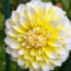 Flowerbulbs Amsterdam - 12 dahlia seattle knollen voor 2 m², grootbloemige uitstraling