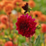 Flowerbulbs Amsterdam - 12 dahlia heatwave knollen voor 2 m², grote dieprode bloemen
