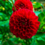 Flowerbulbs Amsterdam - 24 dahlia heatwave knollen voor 4 m², grote dieprode bloemen