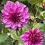 Flowerbulbs Amsterdam - 24 dahlia blue bell knollen voor 4 m², grote brede bloembladen