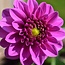 Flowerbulbs Amsterdam - 24 dahlia blue bell knollen voor 4 m², grote brede bloembladen