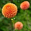 Flowerbulbs Amsterdam - Mix Pompon Splash, 12 Dahlia Little Robert & 12 Dahlia Ralphie knollen voor 4 m²