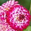 Flowerbulbs Amsterdam - Mix Pompon Splash, 12 Dahlia Little Robert & 12 Dahlia Ralphie knollen voor 4 m²