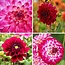 Flowerbulbs Amsterdam - Mix Outdoor Happiness, 6 Dahlia Little Robert & 6 Dahlia Heatwave knollen voor 2 m²
