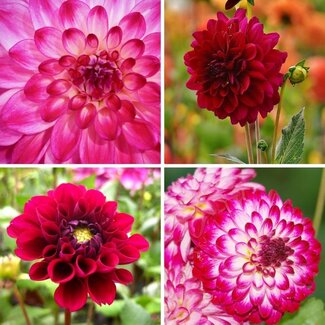 Flowerbulbs Amsterdam - Mix Outdoor Happiness, 12 Dahlia Little Robert & 12 Dahlia Heatwave knollen voor 4 m